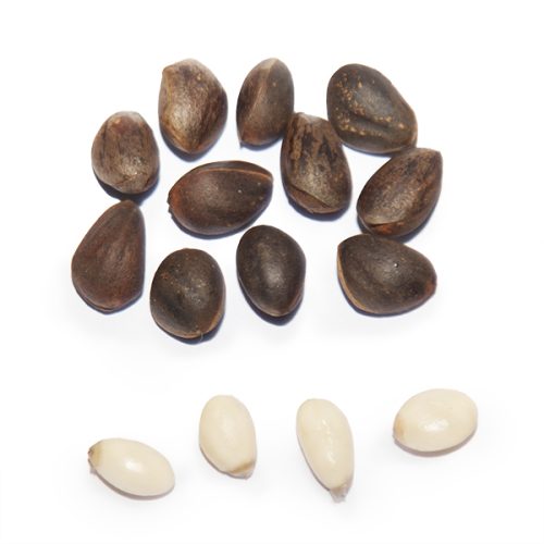 Yunnan Pine 850-1500/100g